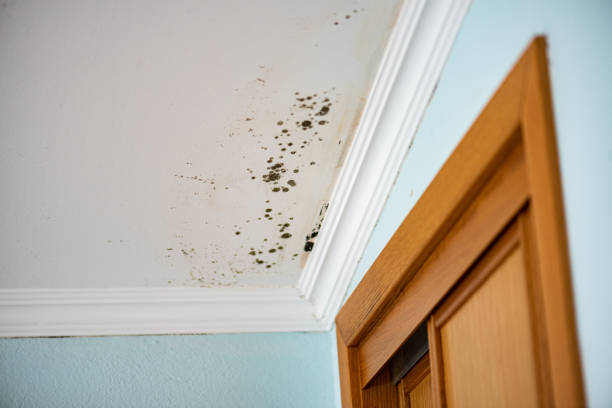 Best Residential Mold Remediation in Quakertown, PA