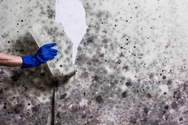 Trusted Quakertown, PA Mold Remediation Experts